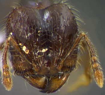 Media type: image;   Entomology 34314 Aspect: head frontal view